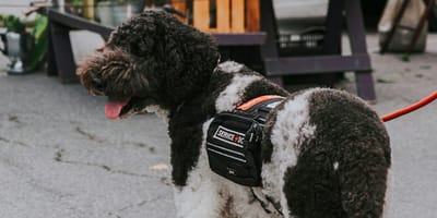 Frau mit Assistenzhund in Utrecht mit Feuerwerkskörpern beworfen