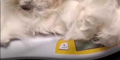 Waage mit verfilztem Katzenfell