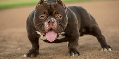 Waarom de Bully XL niet verboden is in Nederland