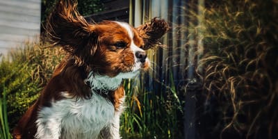 waarom schudt hond