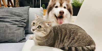 Waarom wereld dierendag vieren? Er is nog genoeg te doen