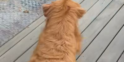 Wally the dog