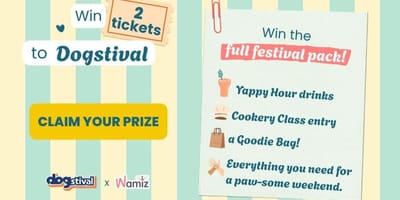 Wamiz Dogstival competition