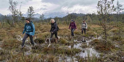 Wanderinnen im Moor