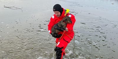 Wasserwacht rettet Dackel aus See
