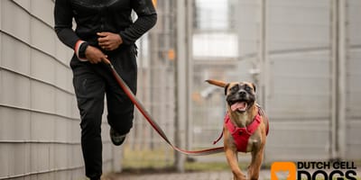 Wat doet stichting Dutch Cell Dogs?