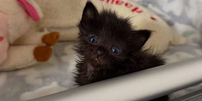 Wednesday the kitten