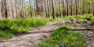 Weg durch ein Waldstück