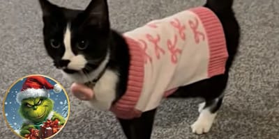 "Weihnachts-Grinch" Katze Mila