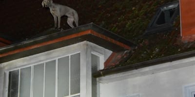 Weimaraner auf dem Hausdach