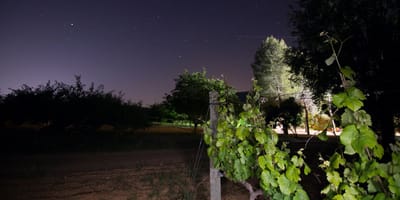 Weinberg bei Nacht