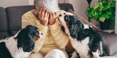 Weinende ältere Frau mit zwei Hunden