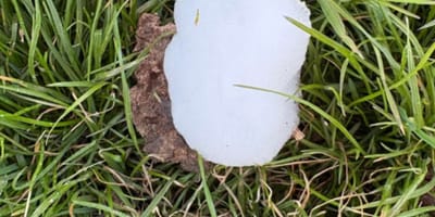 Weiße, schaumige Substanz auf Gras