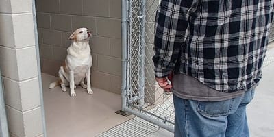 Witte hond in kennel kijkt naar man