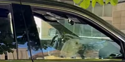 Weißer Hund sitzt in geparktem Auto