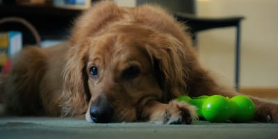 welke kleuren kunnen honden zien