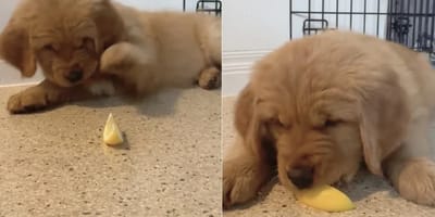Puppy eet eerste citroen