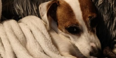 Welpe Stella ist schwerkrank