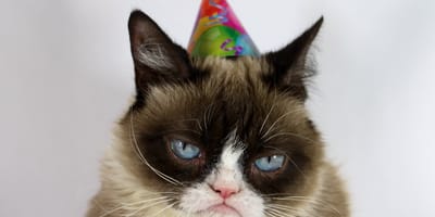 Wereld dierendag