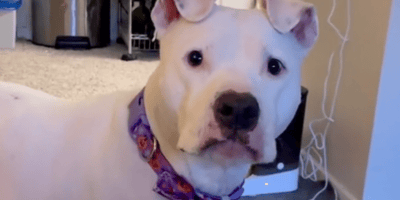 Perra blanca mira a la cámara