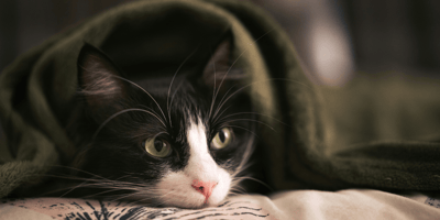 What is FIP in cats?: black and white cat hiding under a blanket