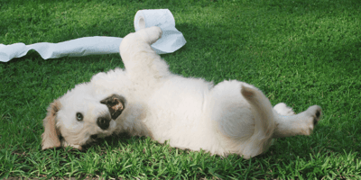 When to begin training a puppy: Puppy rolling in grass with toilet paper
