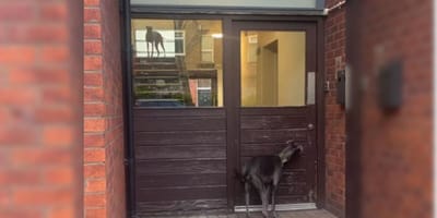 Whippet on landing and whippet at front door