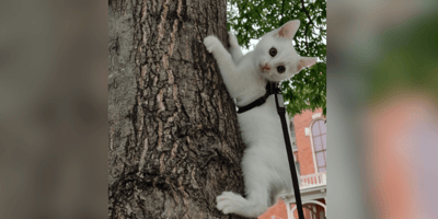 White kitten climbing tree