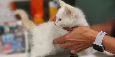 White kitten standing on vet table
