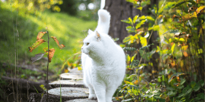 White long-haired cat walking in garden