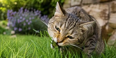 Why do cats eat grass: Cat chewing grass
