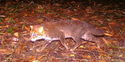 Wiederentdeckte Plattkopfkatze in Thailand