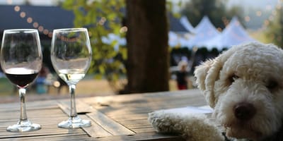 Wijn speciaal voor honden? Bedrijf uit Nieuw-Zeeland brengt het op de markt