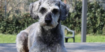 Wil jij Chico adopteren?