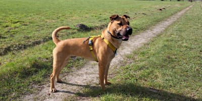 Wil jij Kenzo adopteren?