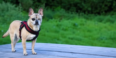 Wil jij Millow adopteren?