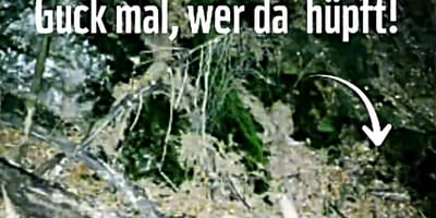 Wildtierkamera-Aufnahme