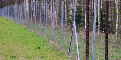 Wildzaun am Waldrand