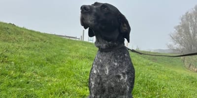 Willie is op zoek naar een thuis. Wil jij hem adopteren?