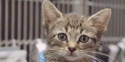 Wind Chill, de kitten met de zeldzame bloedgroep die gered is door een bloedtransfusie van een andere diersoort.