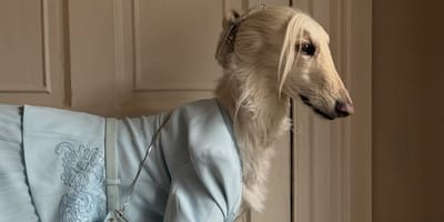 Windhündin Samantha