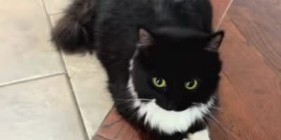 Winnie la chatte