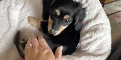 Winnie la chienne