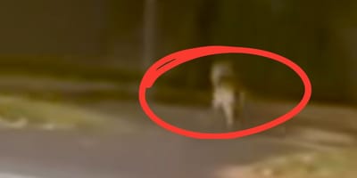 Wolf läuft durch Hannover