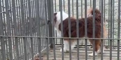 Wolf steht vor Hundezwinger