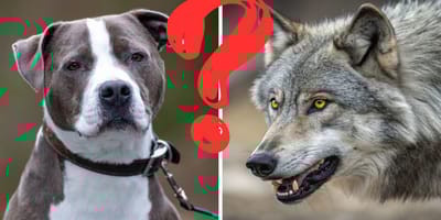 Wolf en pitbull