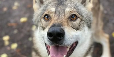 Wolfhund Nanouk
