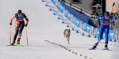 Wolfshund rennt hinter Langläuferinnen her