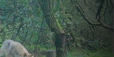Wolfssichtung in Hamburg