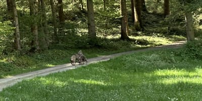 Observation d'un loup à Schopfloch
